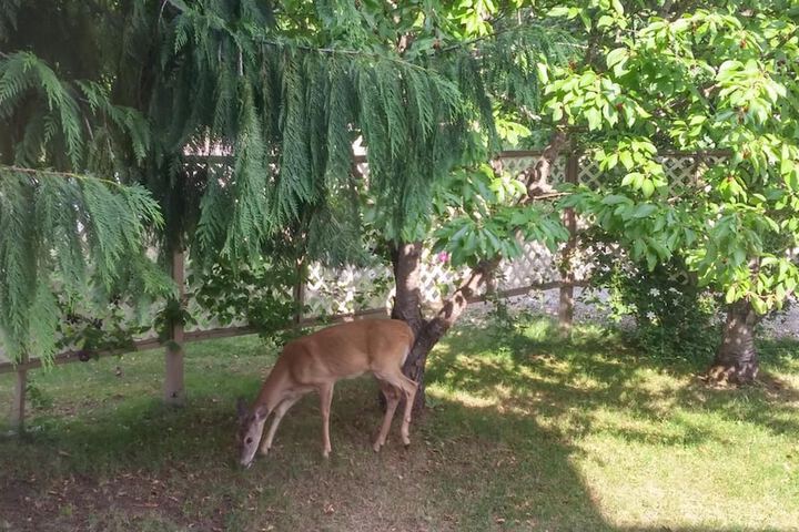 Property Grounds 44 of 45