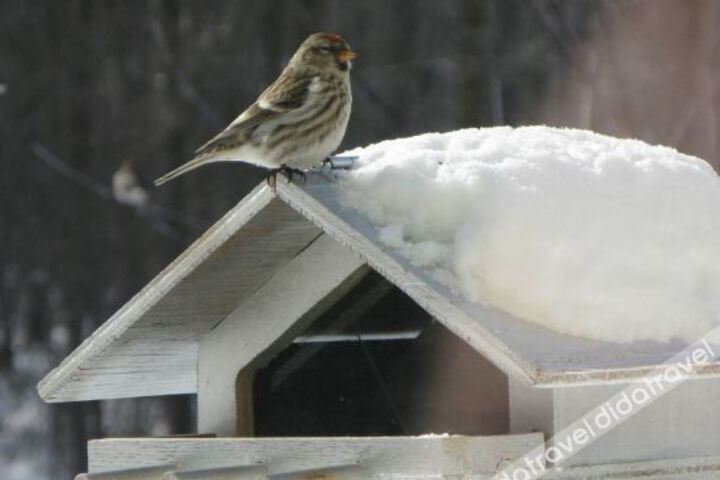 Chickadee Lane Bed & Breakfast