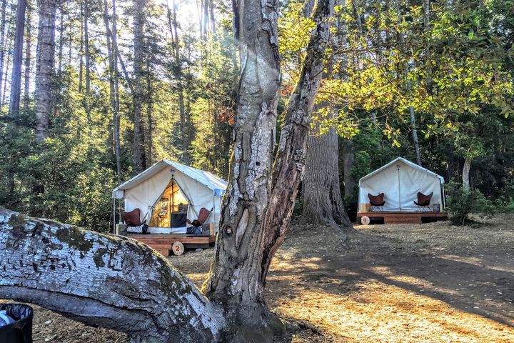 Mendocino Grove
