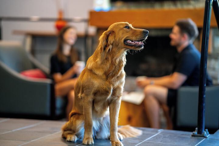 Pet Friendly 51 of 66