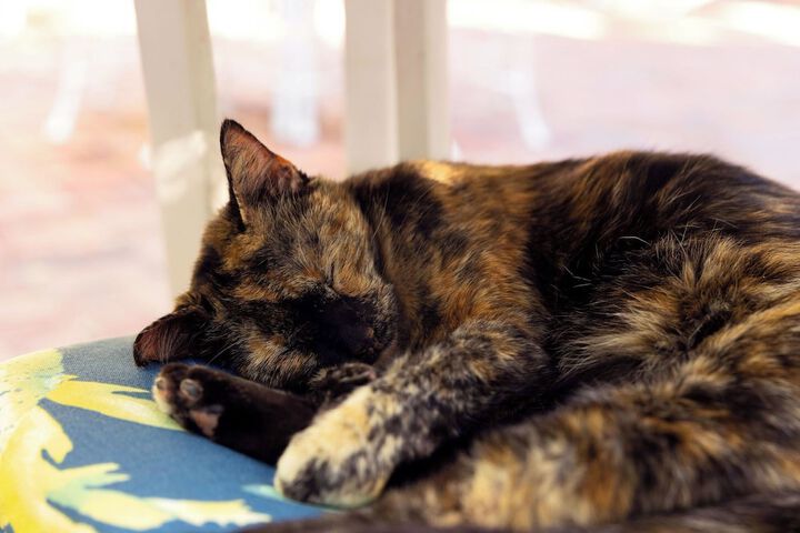 Pet Friendly 134 of 136