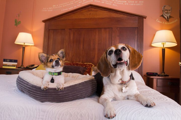 Pet Friendly 130 of 138