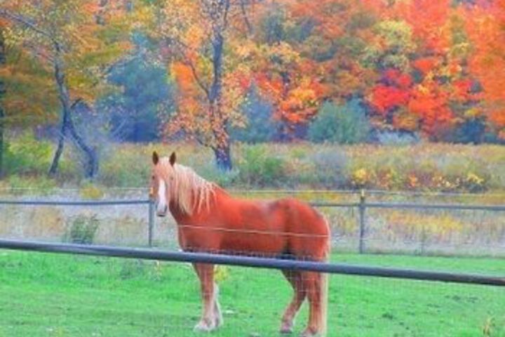 Mountain Horse Farm