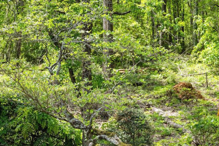 Mountain Aire Cottages Inn & Glamping