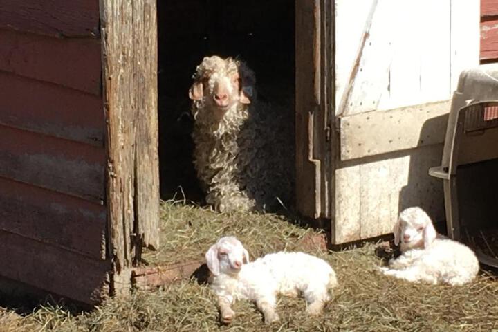 The Bed and Breakfast at Peace Hill Farm