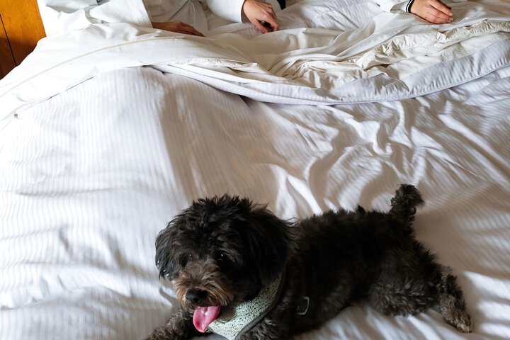 Pet Friendly 131 of 133