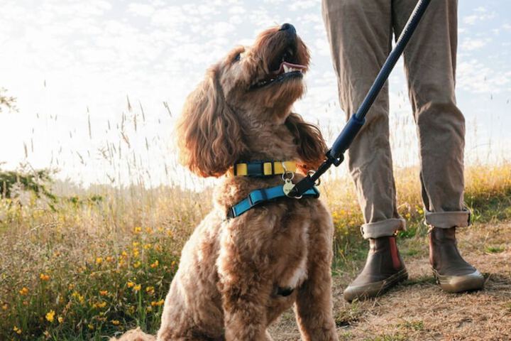 Pet Friendly 115 of 127