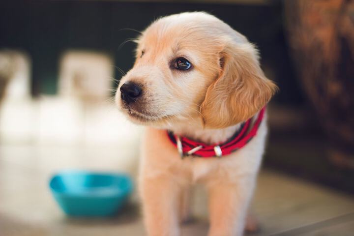 Pet Friendly 50 of 52