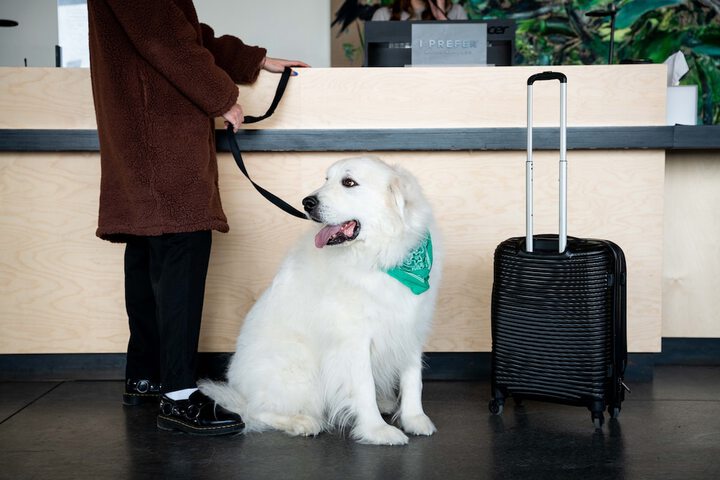 Pet Friendly 70 of 72