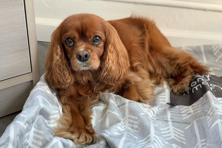 Pet Friendly 54 of 55