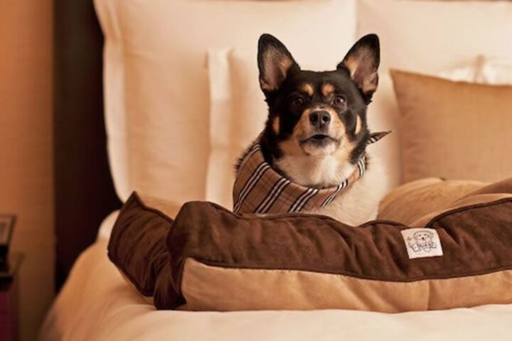 Pet Friendly 23 of 35