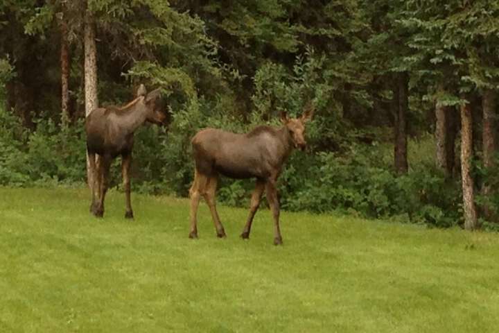 Denali Primrose B & B
