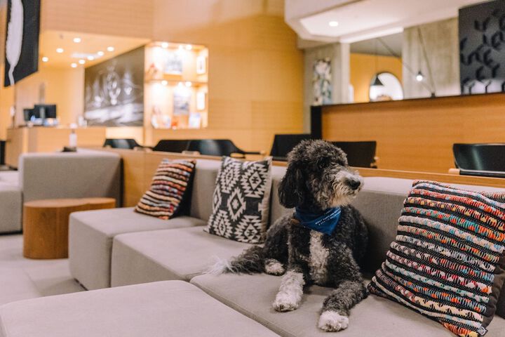 Pet Friendly 106 of 141