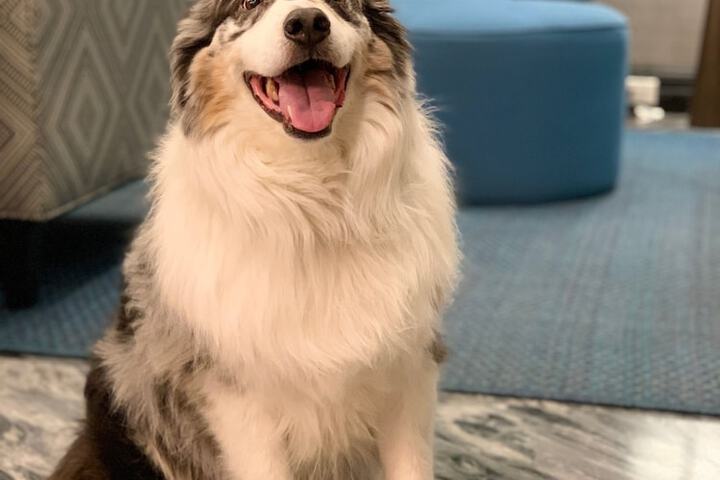 Pet Friendly 75 of 77