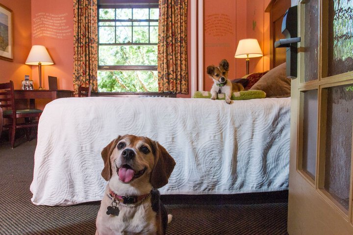 Pet Friendly 131 of 138