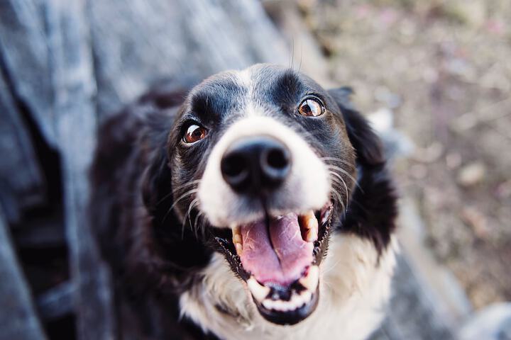 Pet Friendly 58 of 58
