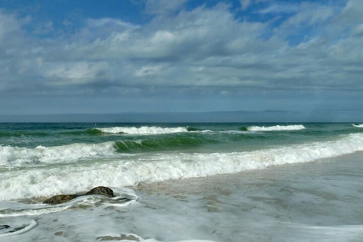 Sea Shell 14 - Premier
