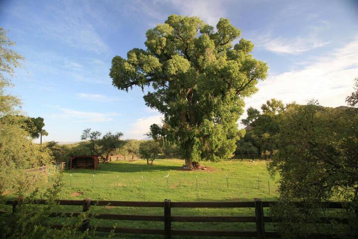 Spirit Tree Inn B & B