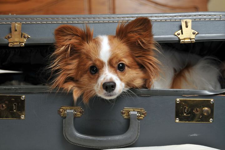 Pet Friendly 164 of 167