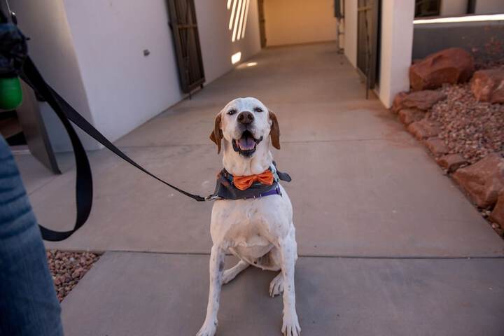 Pet Friendly 49 of 51