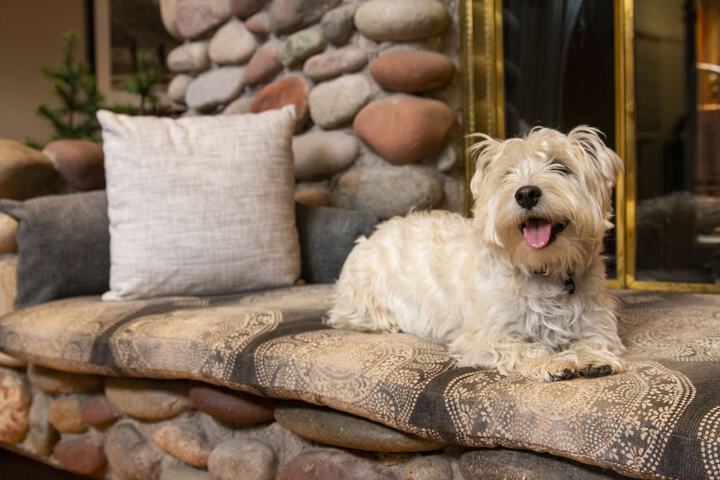 Pet Friendly 57 of 64