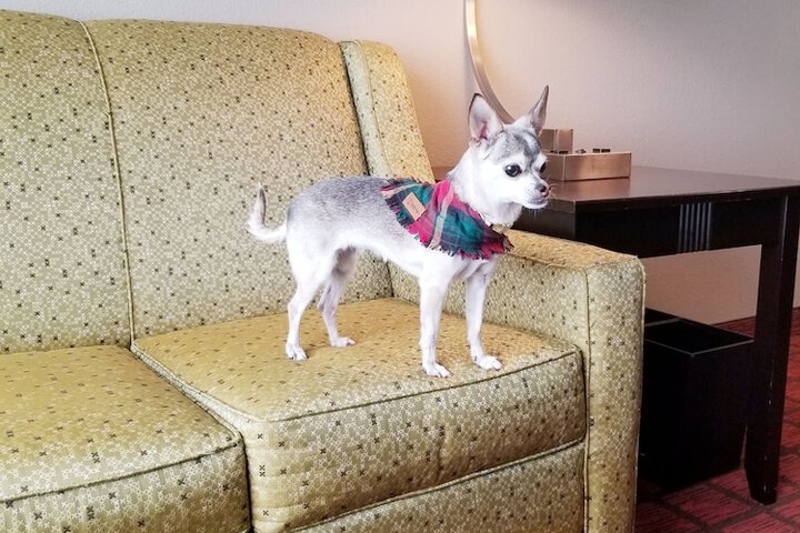 Pet Friendly 52 of 52