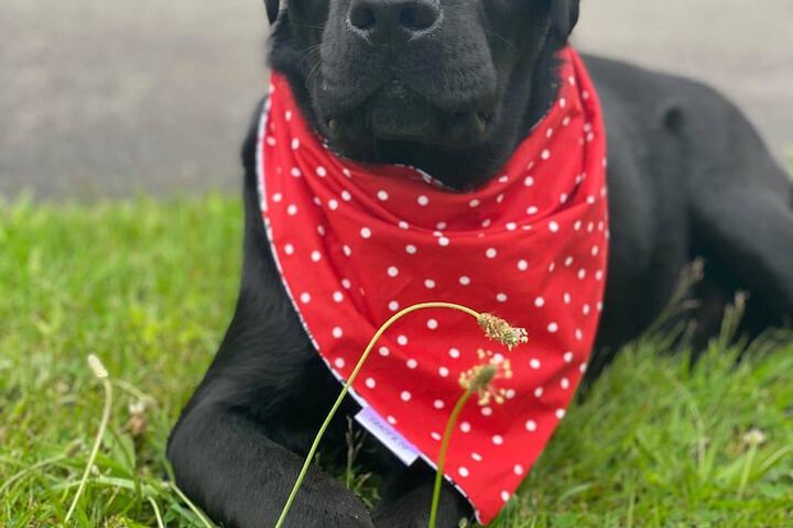 Pet Friendly 70 of 83