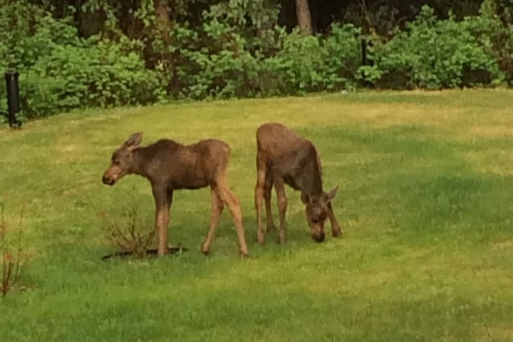 Denali Primrose B & B
