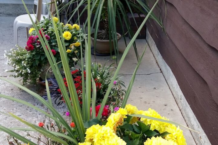 Terrace/Patio 31 of 35