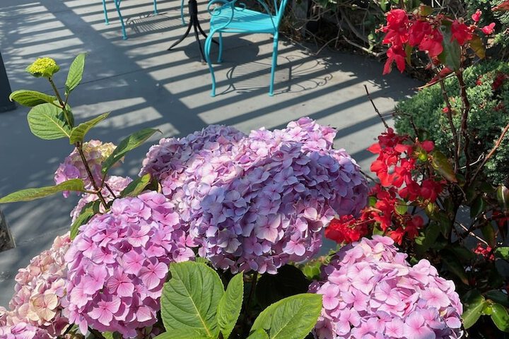 Terrace/Patio 50 of 59