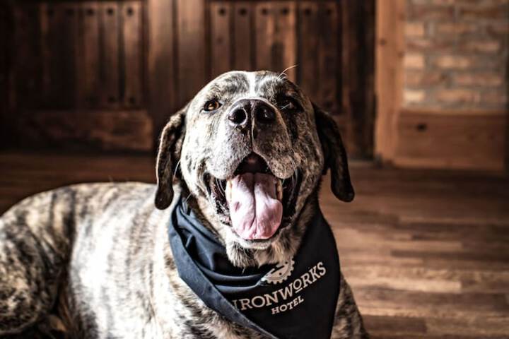 Pet Friendly 50 of 51