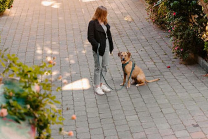 Pet Friendly 82 of 83