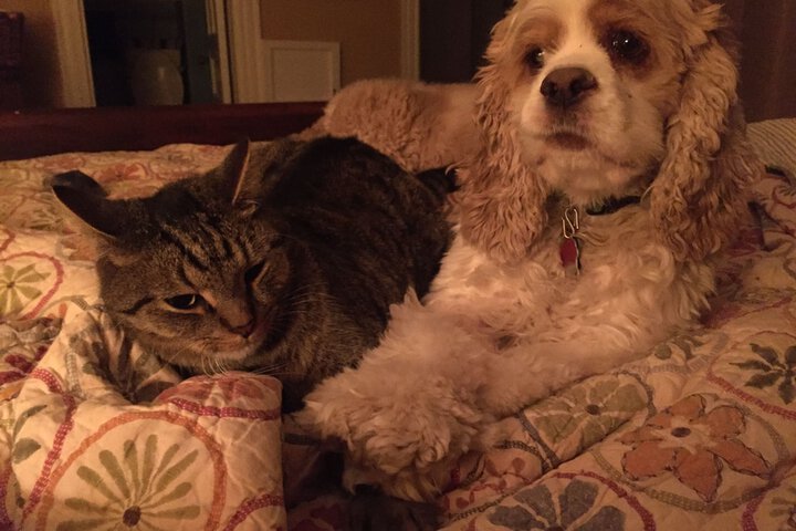 Pet Friendly 60 of 68