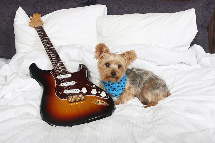 Pet Friendly 112 of 119