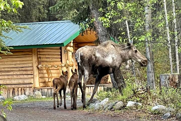 Carlo Creek Cabins