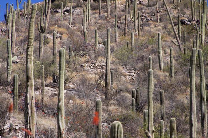 Loews Ventana Canyon Resort