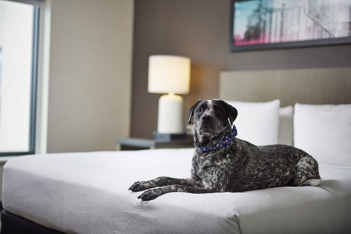 Pet Friendly 44 of 45