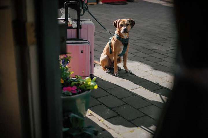 Pet Friendly 83 of 83
