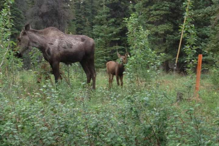 Denali Primrose B & B