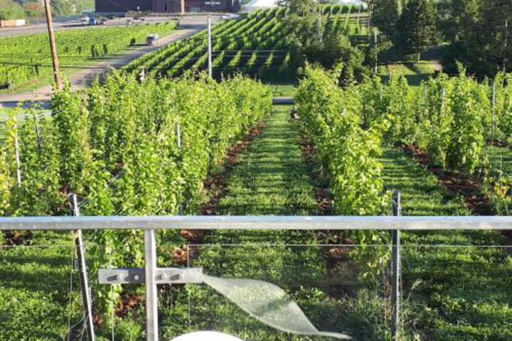Raven Hill Vineyard