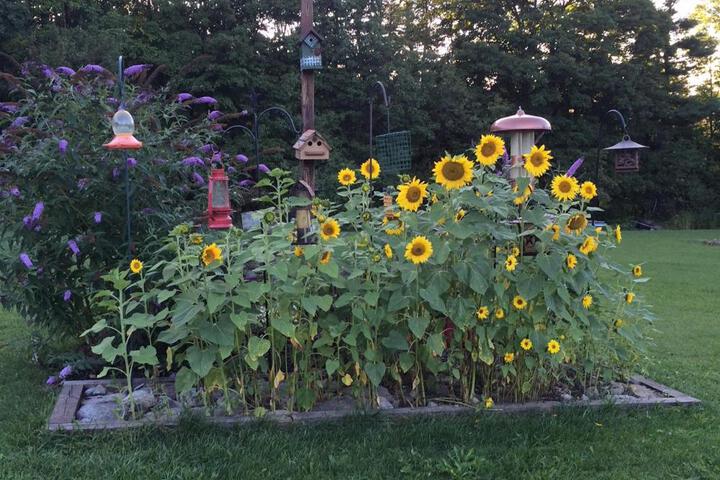 Coolis Apartment