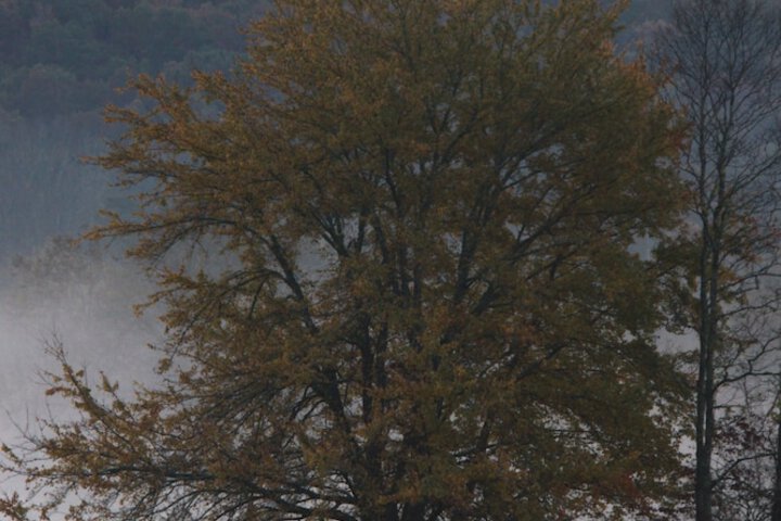 Pisgah View Ranch