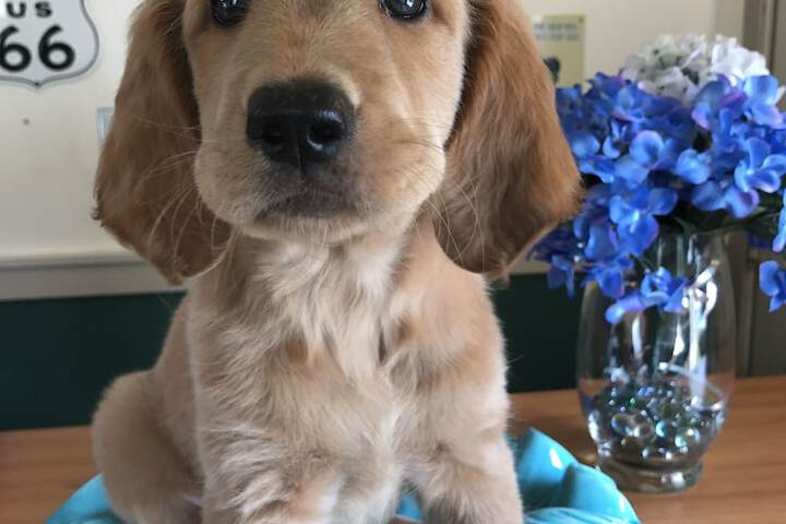 Pet Friendly 102 of 135