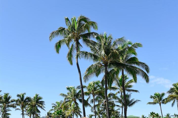 Grand Hyatt Kauai Resort and Spa