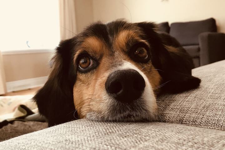 Pet Friendly 103 of 109