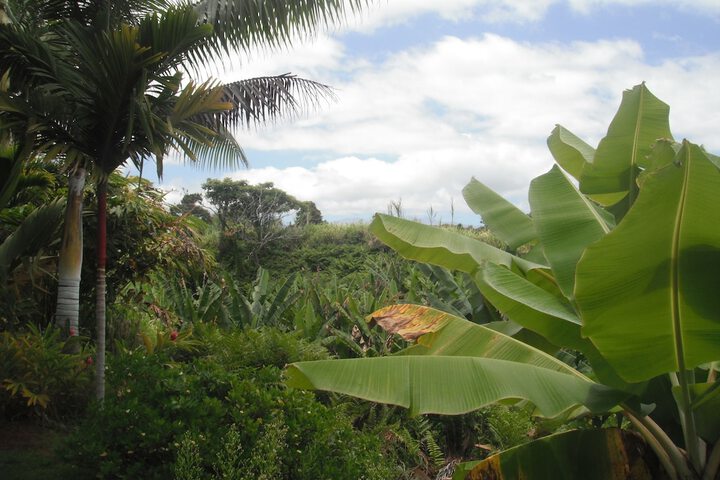 Island Goodes - Luxury Adults Only Accommodation