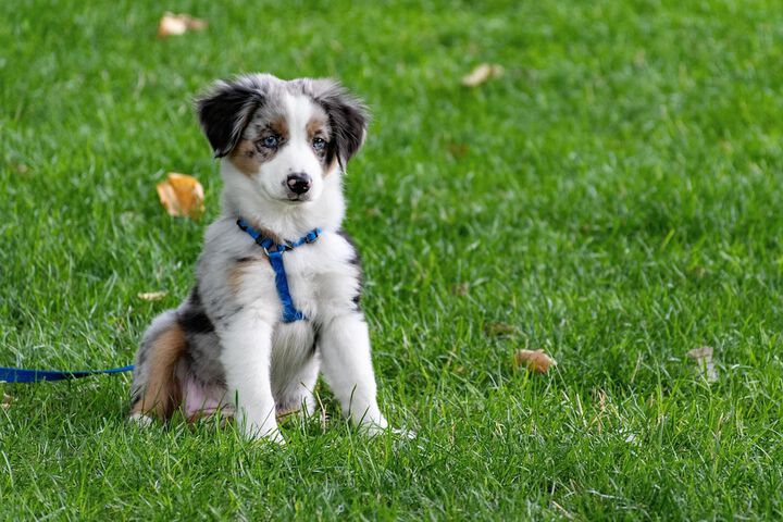 Pet Friendly 30 of 35