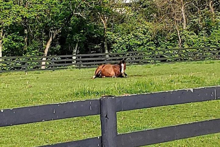 102 Acre Pet Friendly Horse Farm! Bring your horse too!
