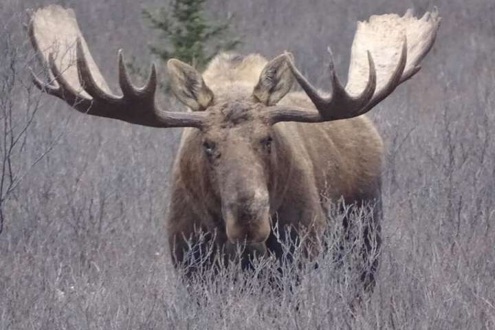 Denali Primrose B & B