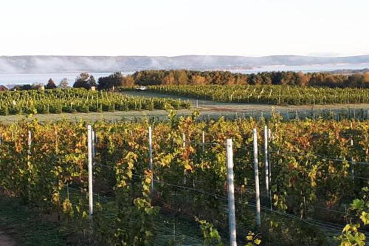 Raven Hill Vineyard